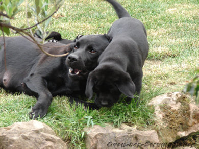 Piper mit Abby und Brook