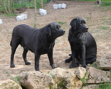 Piper und Abby